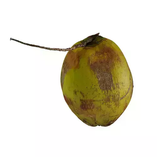 Coconut - Cocos Nucifera 3D model