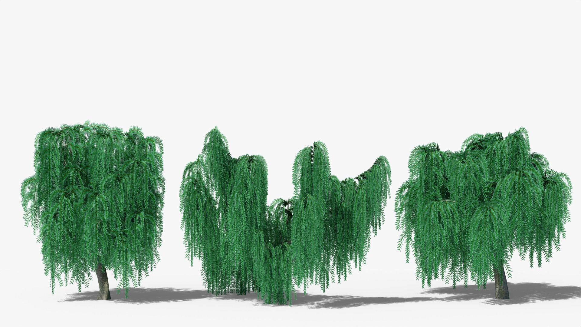 Weeping Willow Collection _2