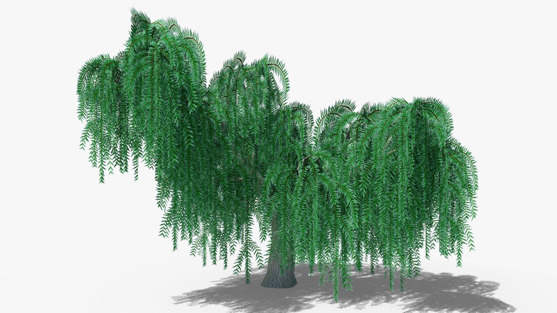 Weeping Willow Collection _6