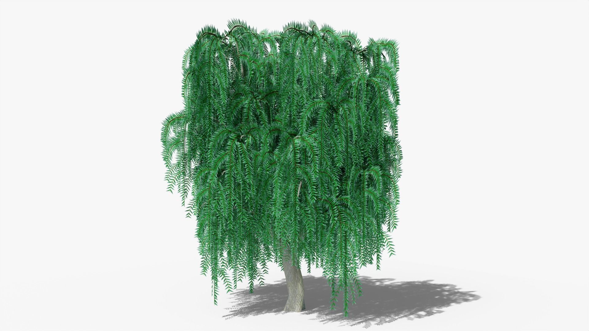 Weeping Willow Collection _4