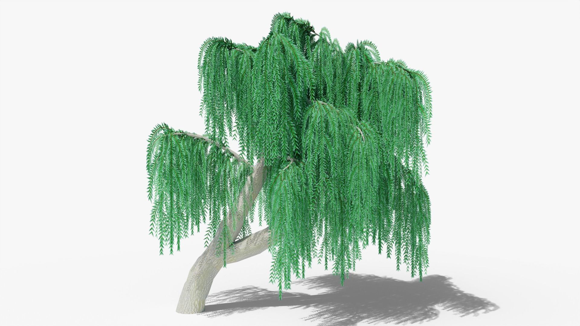Weeping Willow Collection _20