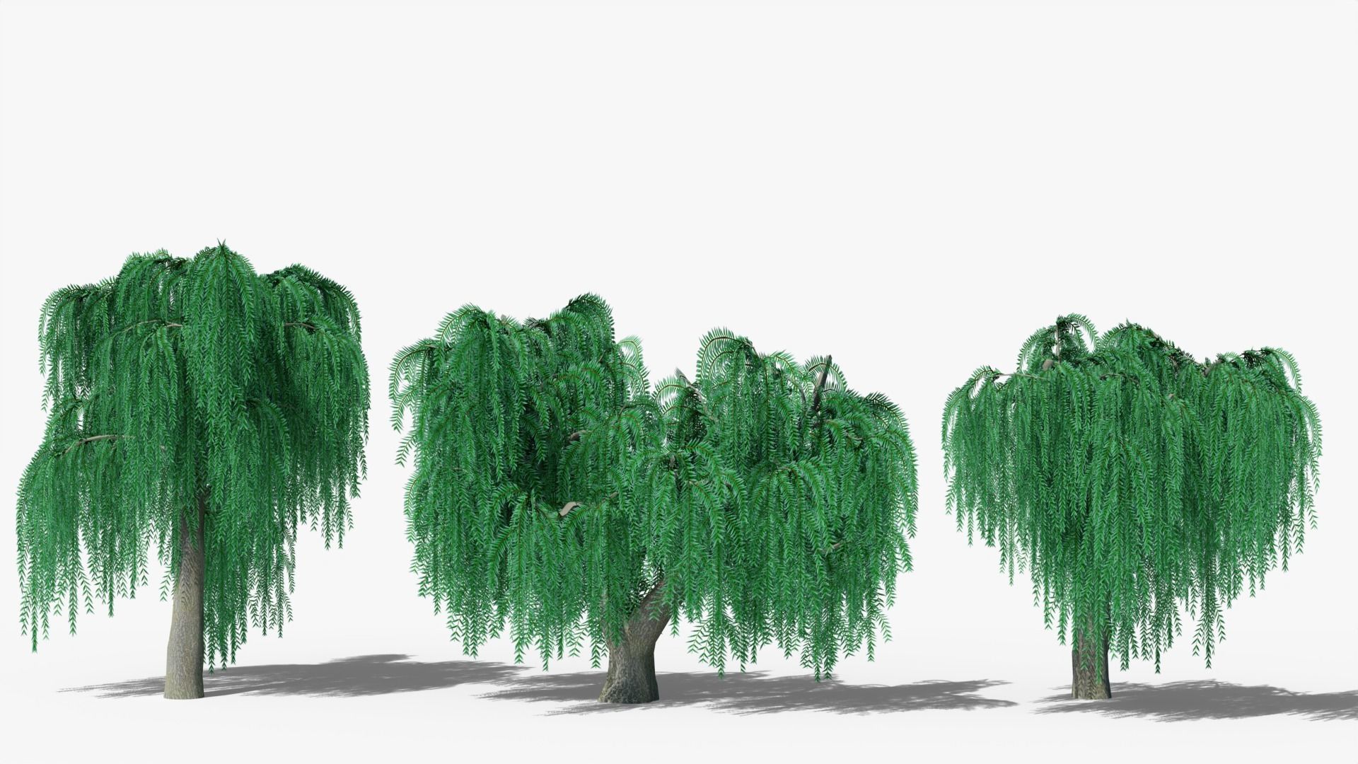 Weeping Willow Collection _3