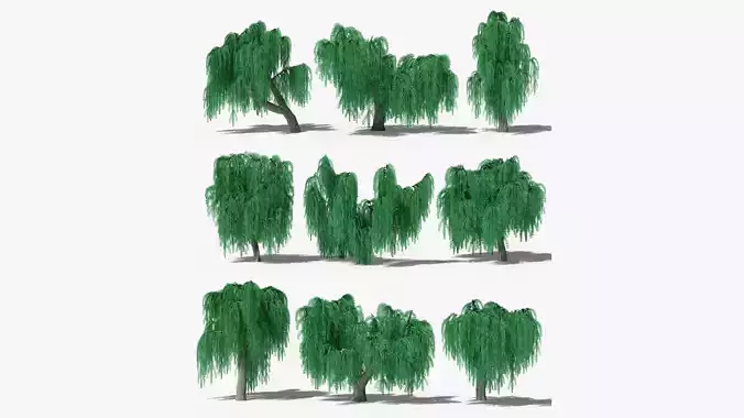 Weeping Willow Collection 