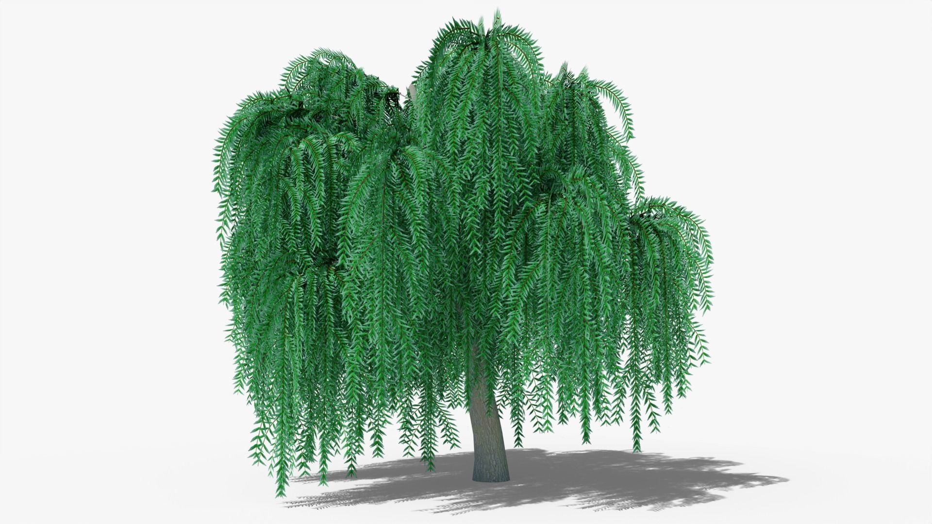 Weeping Willow Collection _10
