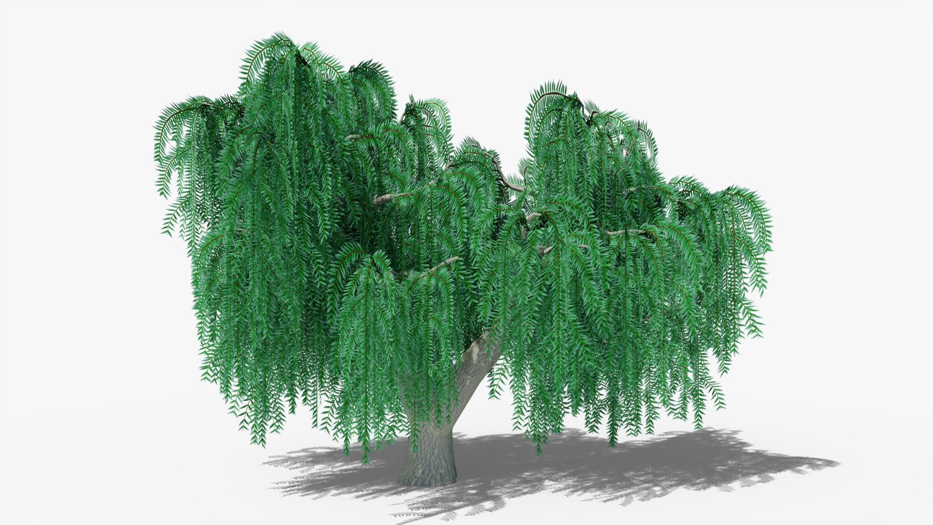 Weeping Willow Collection _8
