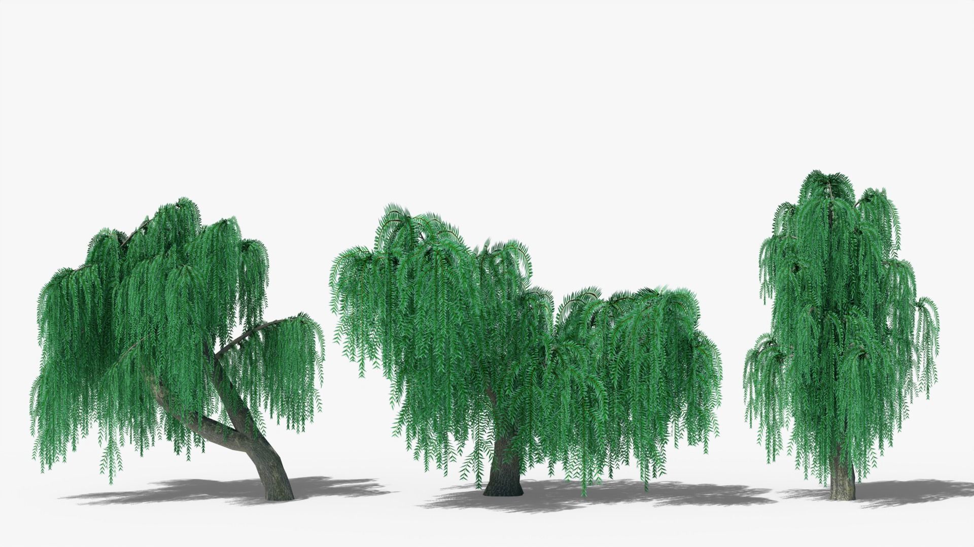 Weeping Willow Collection _1