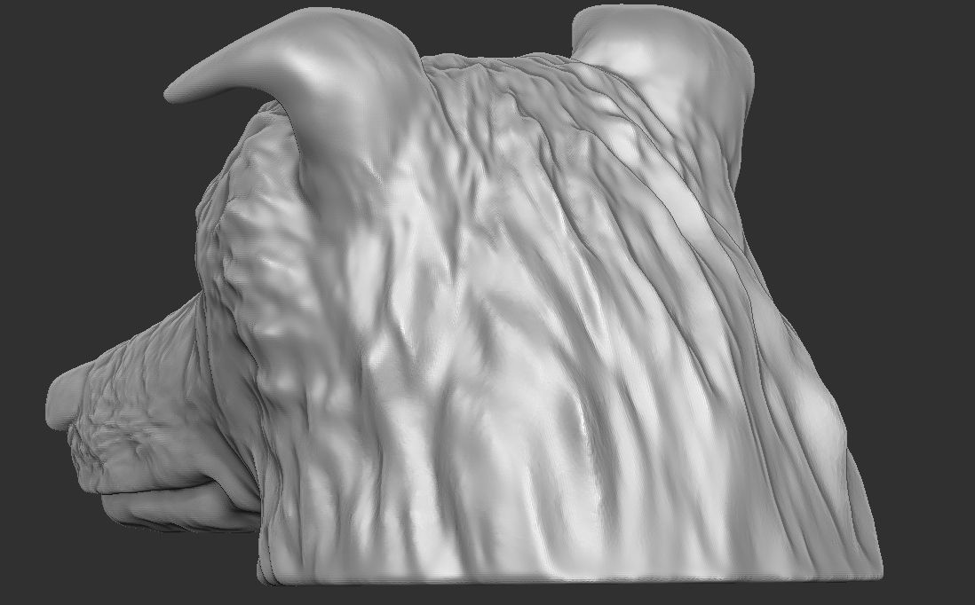 Border Collie dog head for 3D printing 3D print model_11