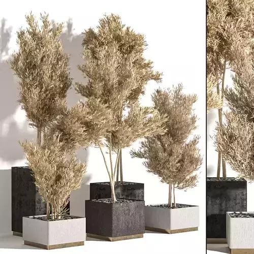 Collaction Indoor plant vol 34