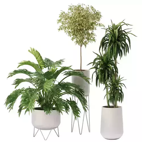 plant in pots set 08