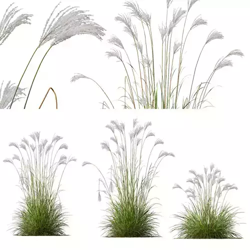 Plants Miscanthus Nepalensis Sinensis Sarabande Adagio Version03 3D model