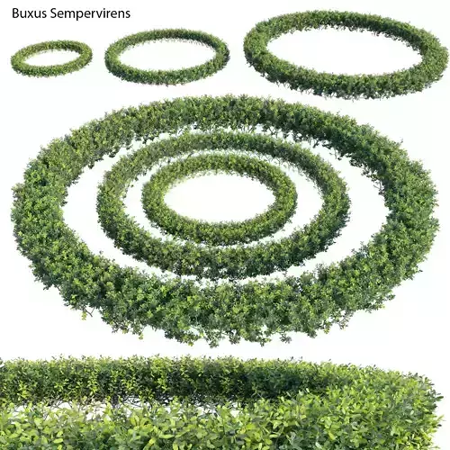 Buxus Sempervirens - Boxwood 02