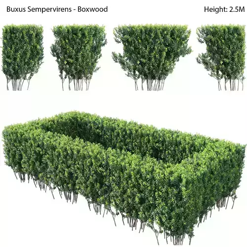 Buxus Sempervirens - Boxwood 03