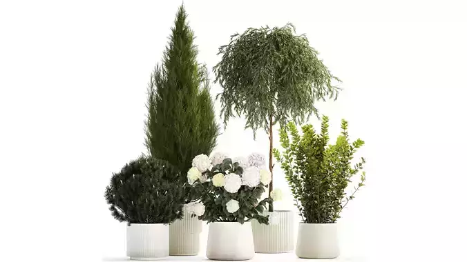Beautiful plants in pots for indoors and outdoors 1298