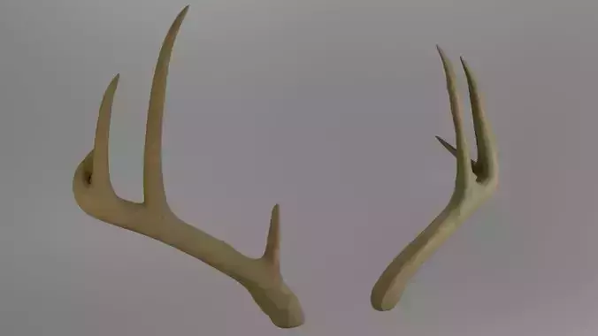 Deer antlers 3d Model
