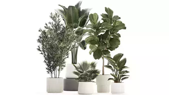 Beautiful plant Strelitzia Ficus palm trees in pots 1299 3D model