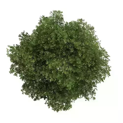 Small-leaved Lime 3 Tilia cordata 45025 3D model