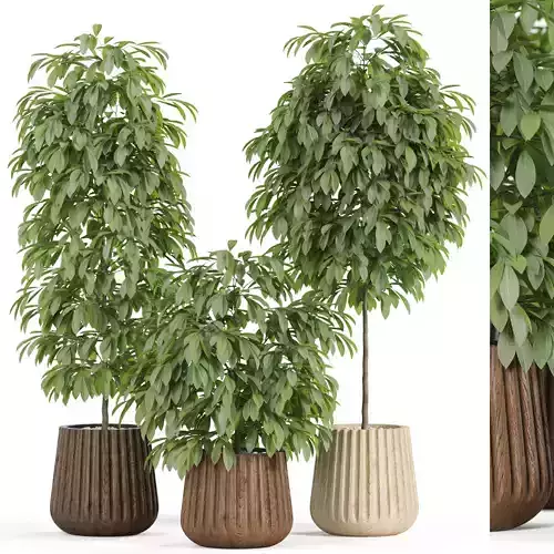 Plants collection 935 3D model