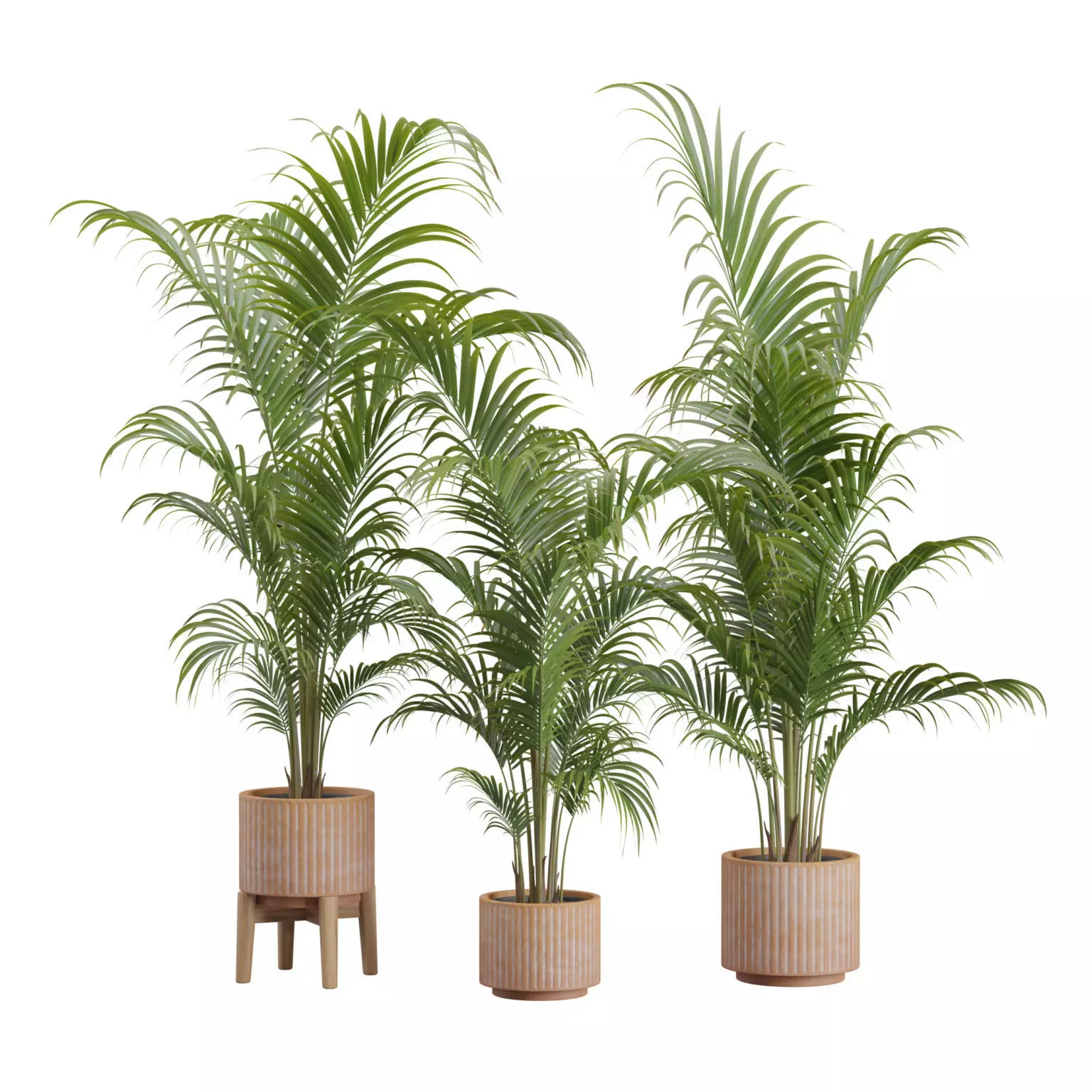 Dypsis Lutescens Set 03 - Areca Palm 3D model