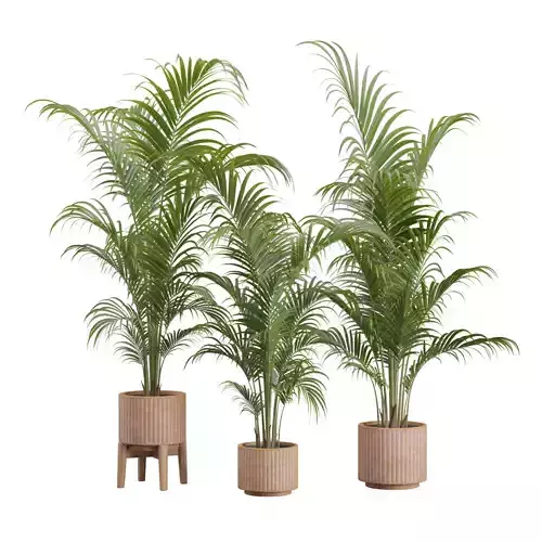 Dypsis Lutescens Set 03 - Areca Palm 3D model