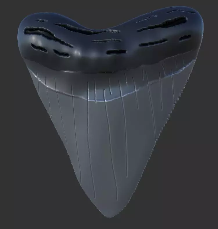 Megalodon Tooth Free 3D print model