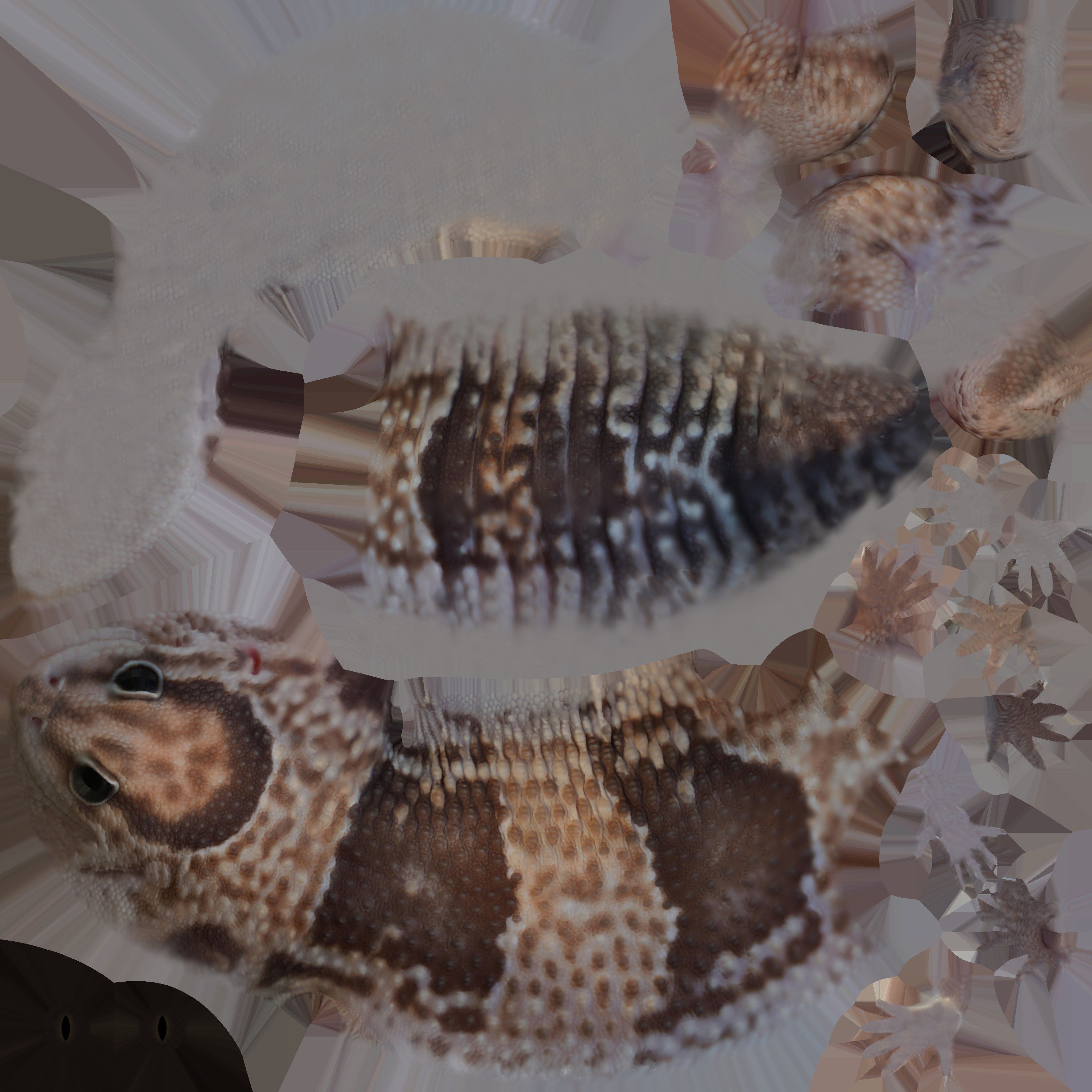 Game Ready Lizard Low-poly 3D model_14