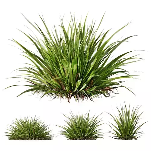 Plants Molinia Caerulea Heidebraut Kleines Pfeifengras 3D model
