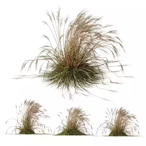 Plants Molinia Caerulea Heidebraut Kleines Pfeifengras Version06 3D model