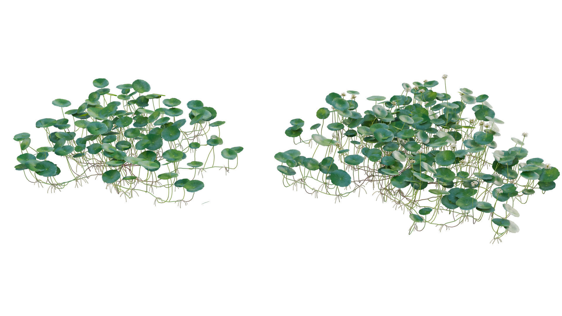 Hydrocotyle prolifera - Whorled marsh pennywort 3D model_3