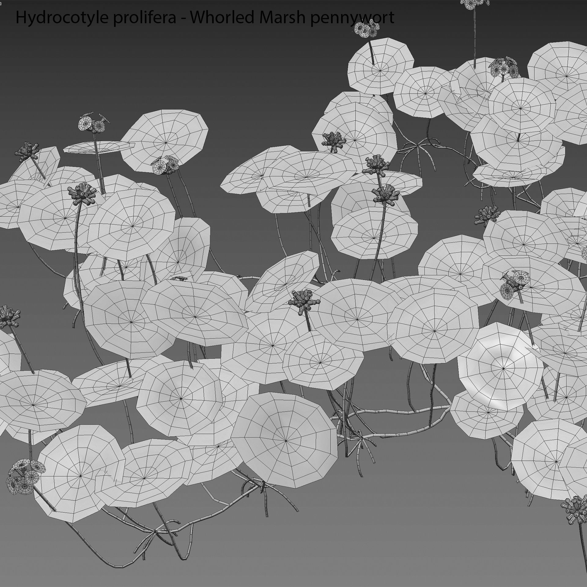 Hydrocotyle prolifera - Whorled marsh pennywort 3D model_2