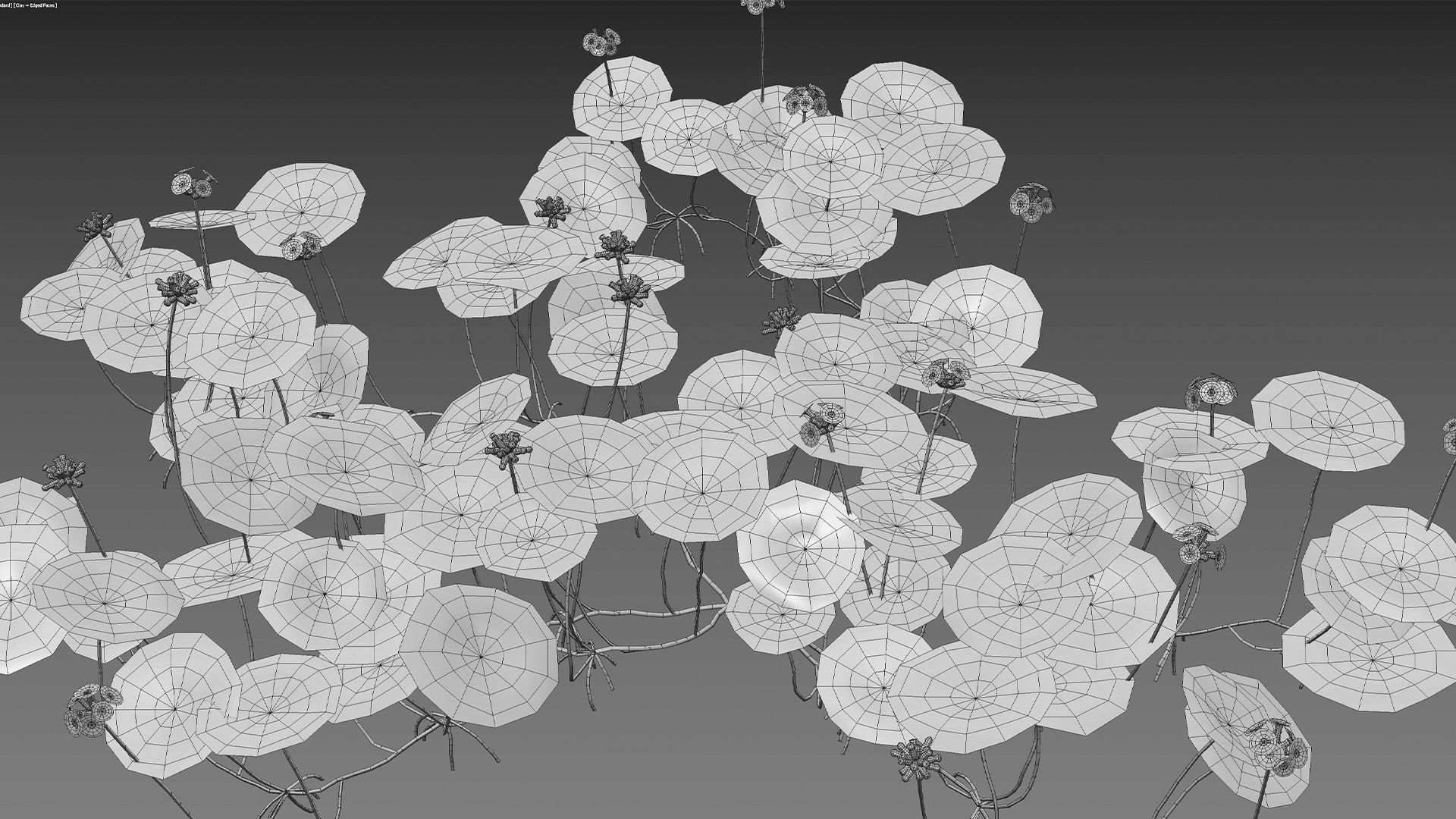 Hydrocotyle prolifera - Whorled marsh pennywort 3D model_8