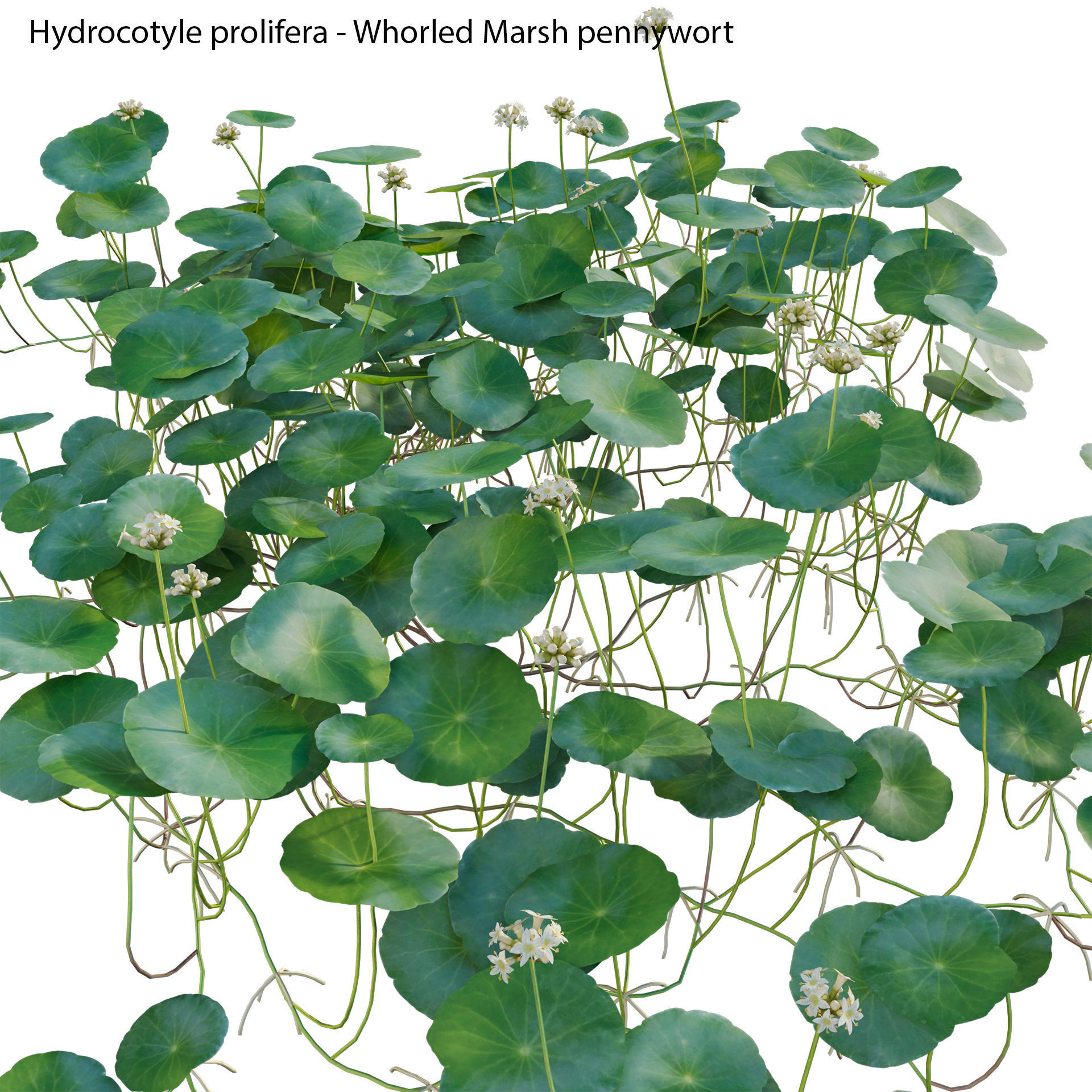 Hydrocotyle prolifera - Whorled marsh pennywort 3D model_1