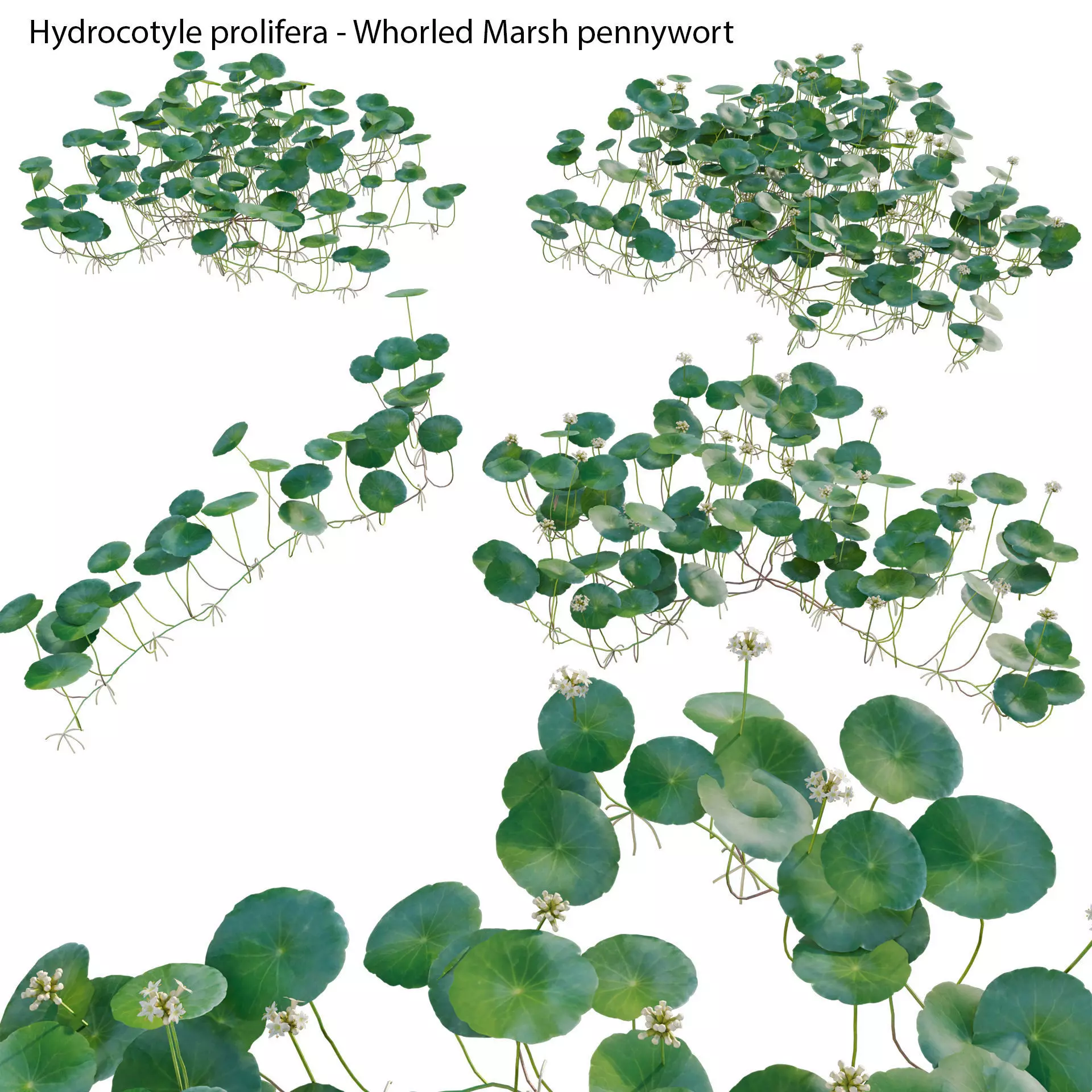 Hydrocotyle prolifera - Whorled marsh pennywort 3D model_0