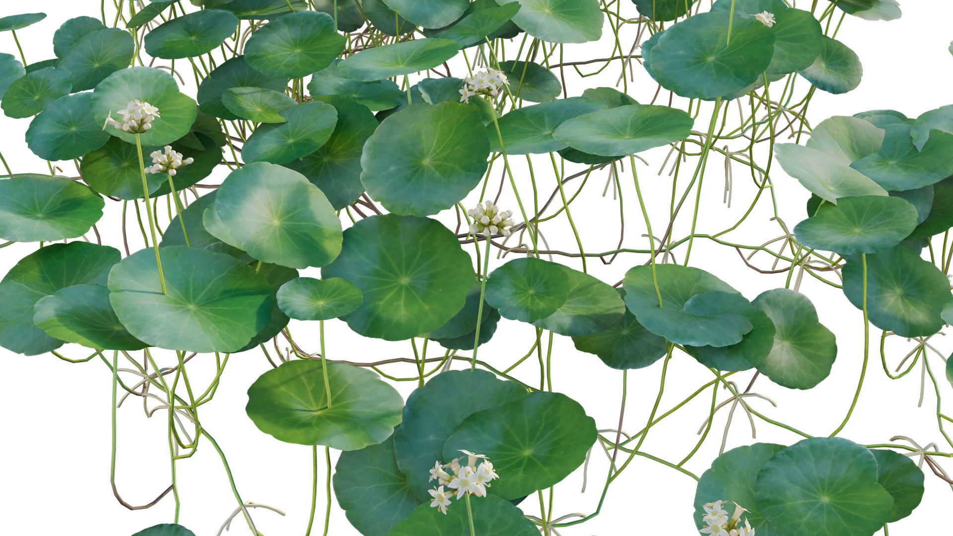 Hydrocotyle prolifera - Whorled marsh pennywort 3D model_6