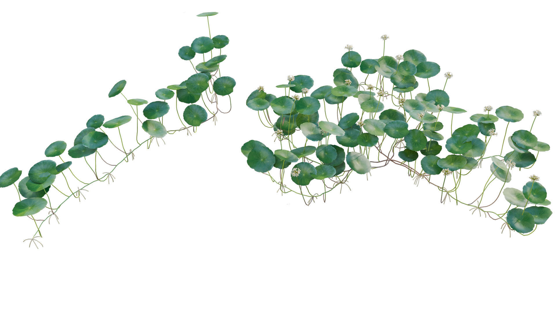 Hydrocotyle prolifera - Whorled marsh pennywort 3D model_4