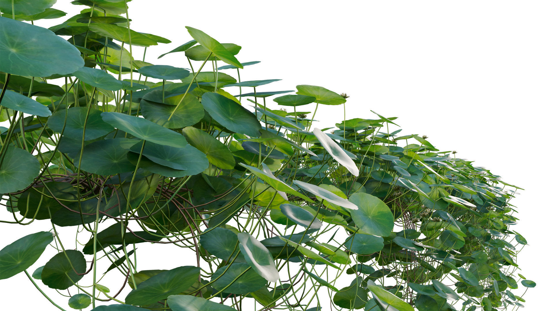 Hydrocotyle prolifera - Whorled marsh pennywort 3D model_7