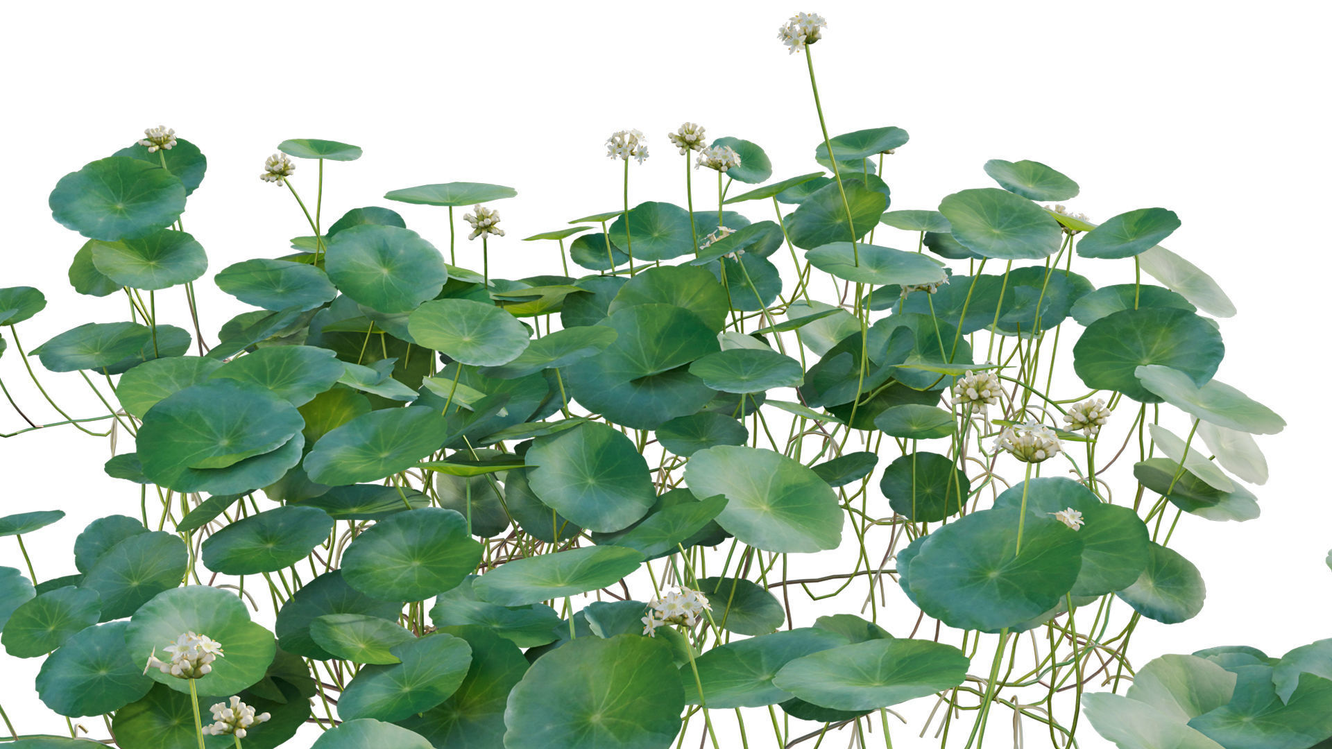 Hydrocotyle prolifera - Whorled marsh pennywort 3D model_5