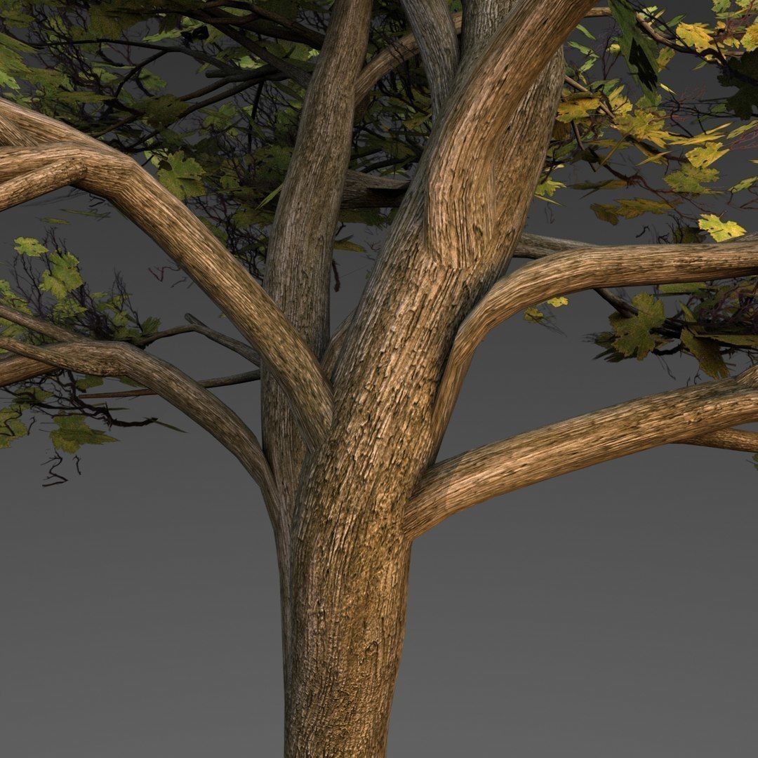 Maple Tree Low-poly 3D model_9