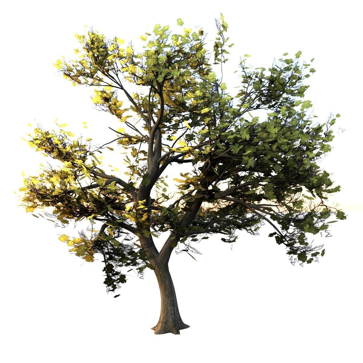Maple Tree Low-poly 3D model_1