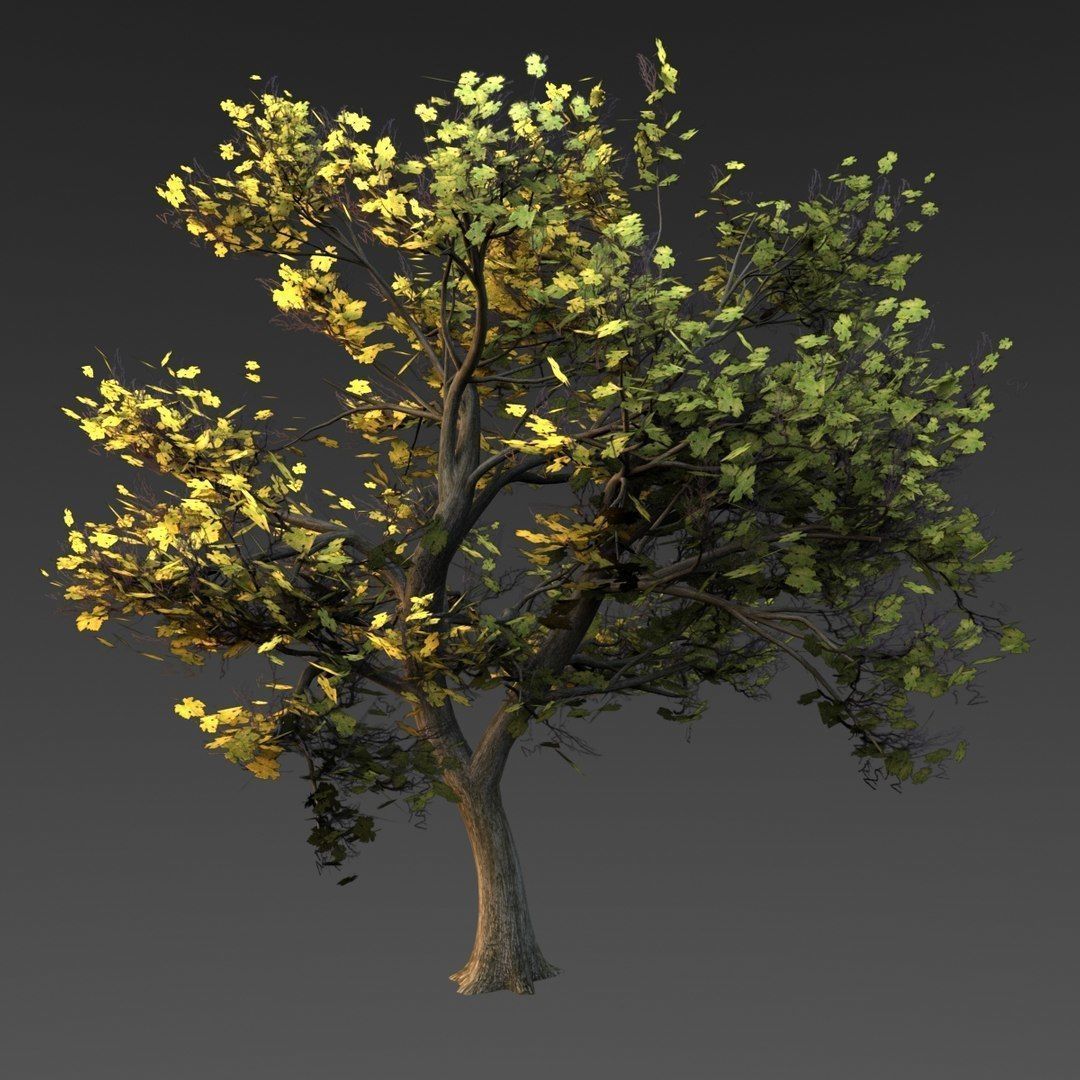 Maple Tree Low-poly 3D model_6
