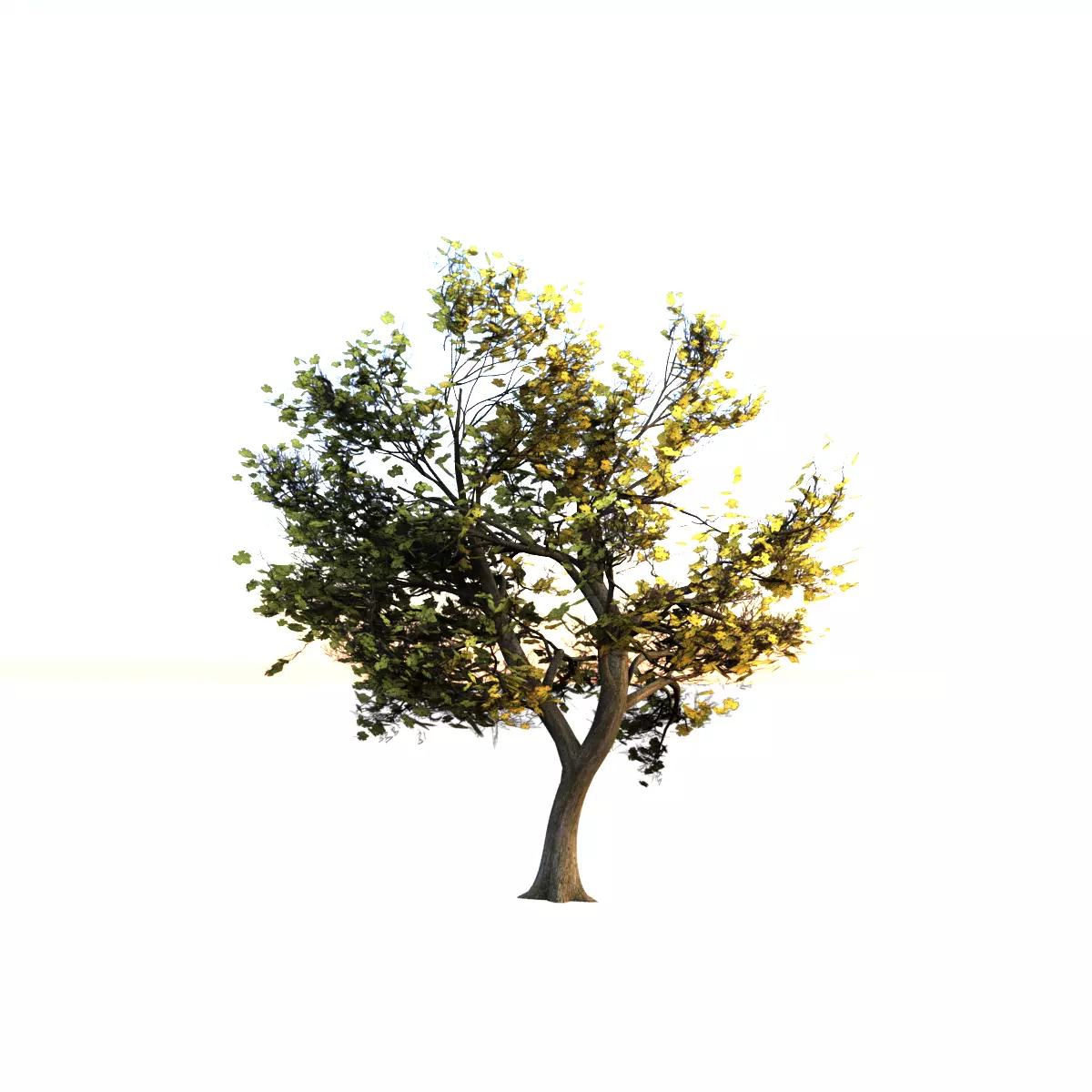 Maple Tree Low-poly 3D model_0