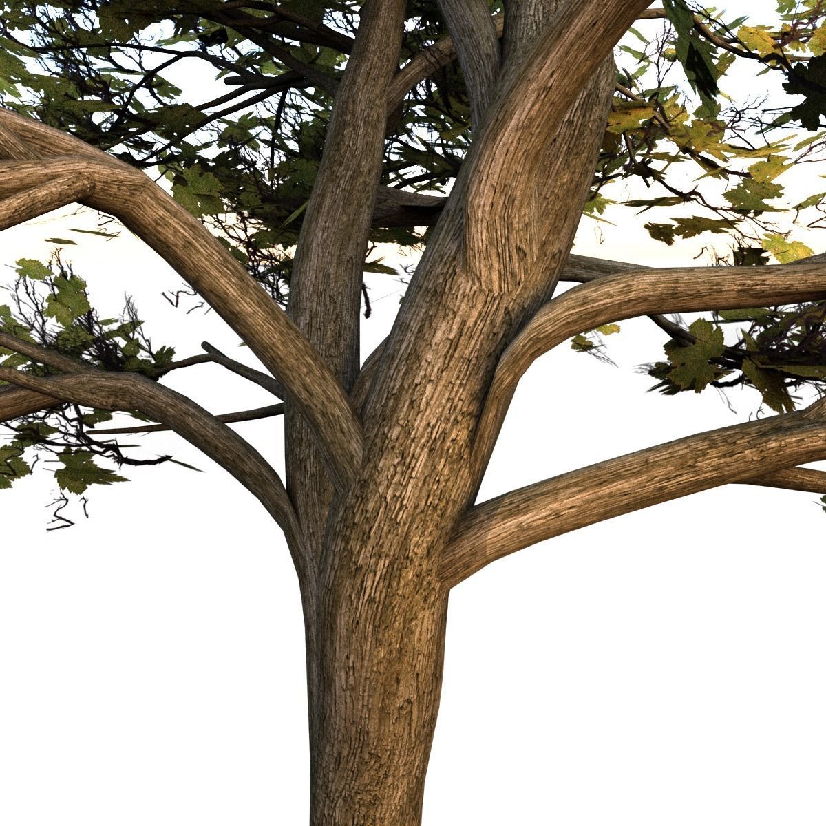 Maple Tree Low-poly 3D model_4