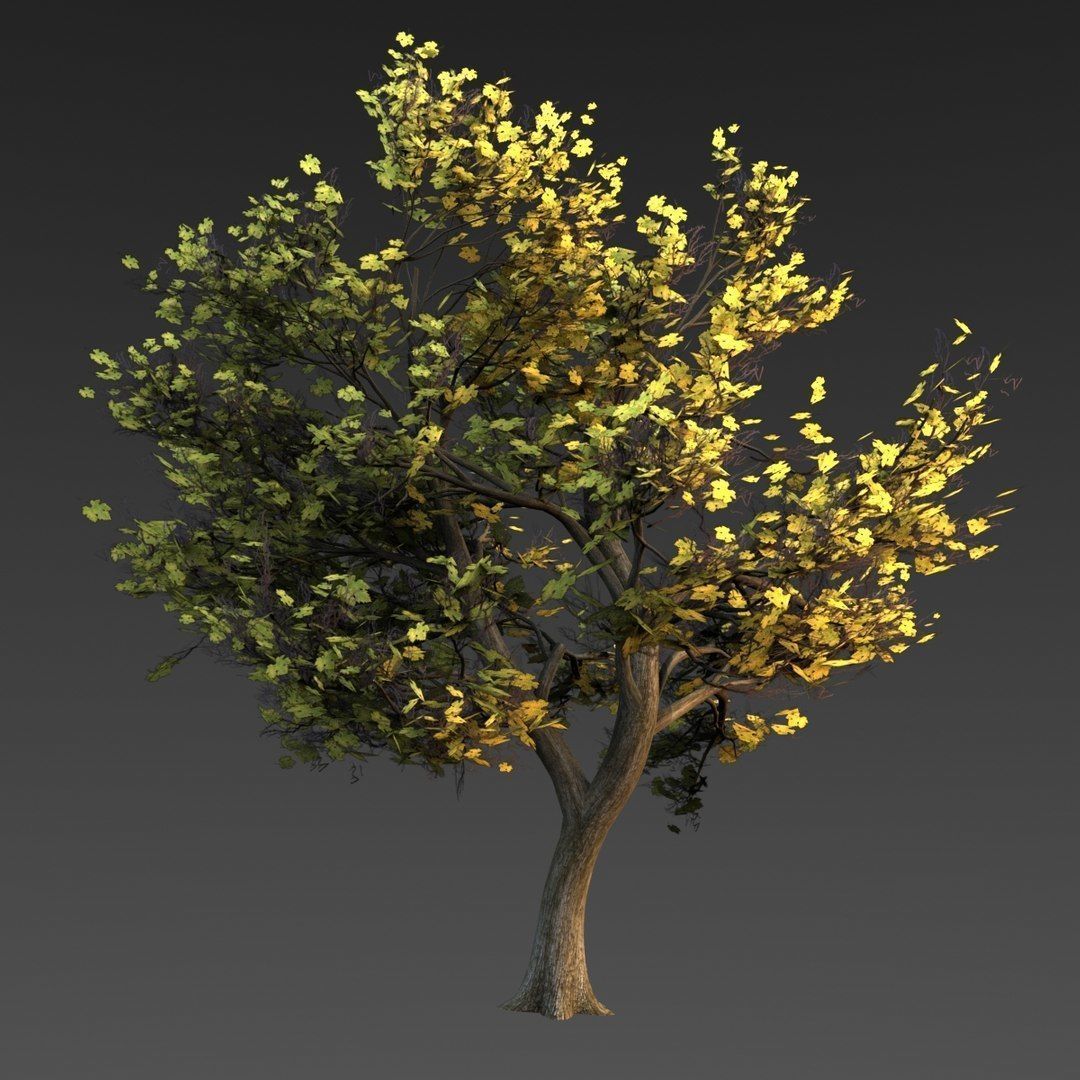 Maple Tree Low-poly 3D model_5