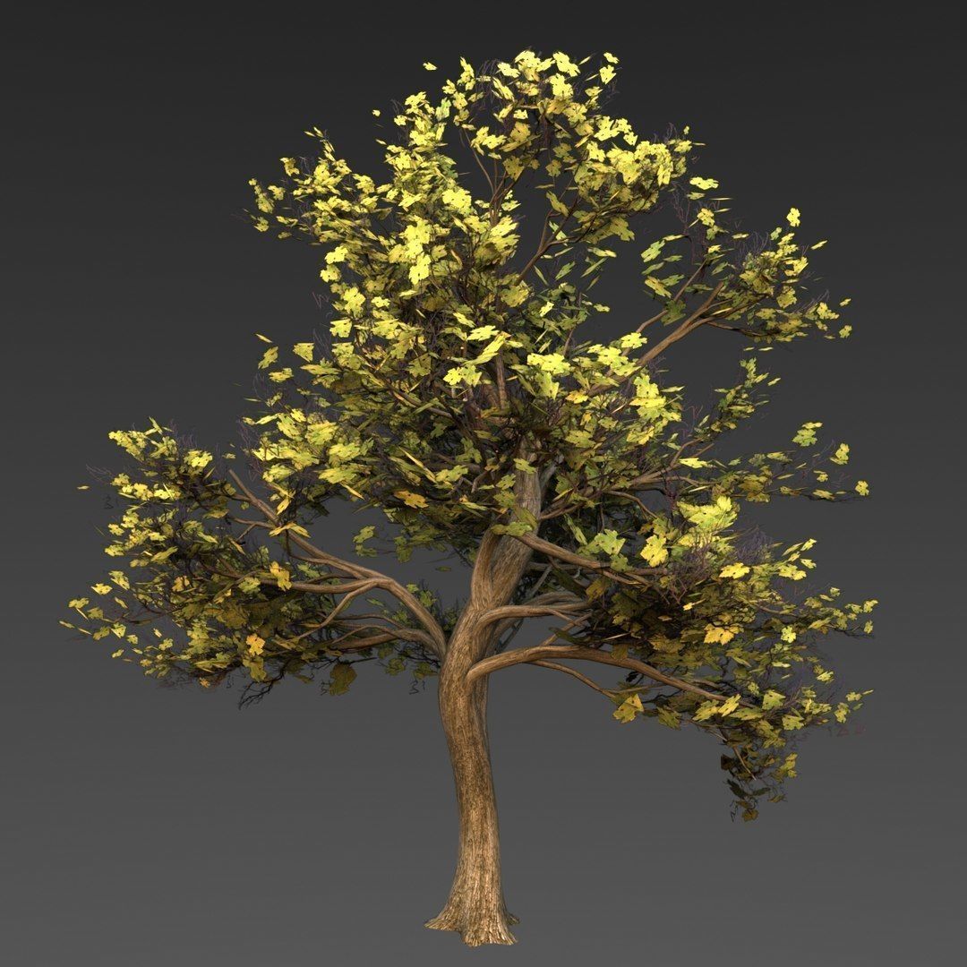 Maple Tree Low-poly 3D model_8