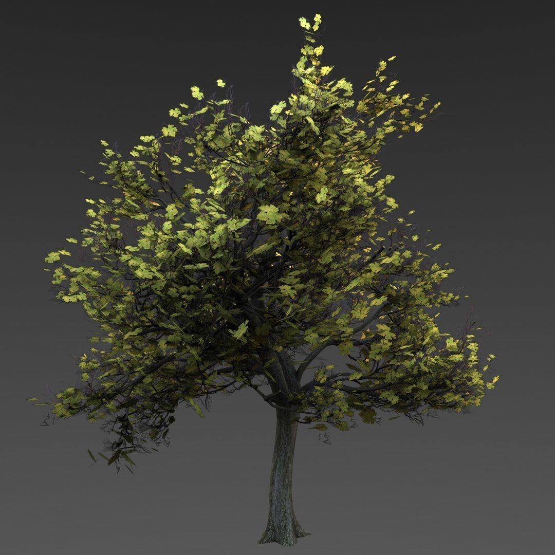 Maple Tree Low-poly 3D model_7