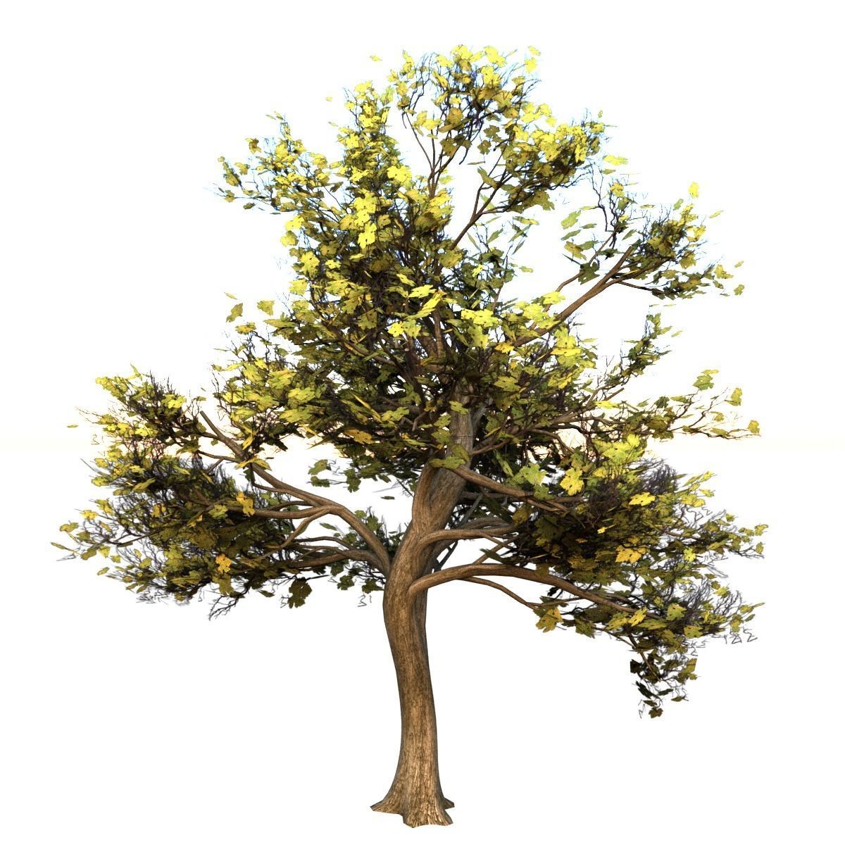 Maple Tree Low-poly 3D model_3