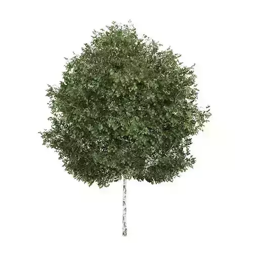 Silver Birch 1 Betula pendula 45047