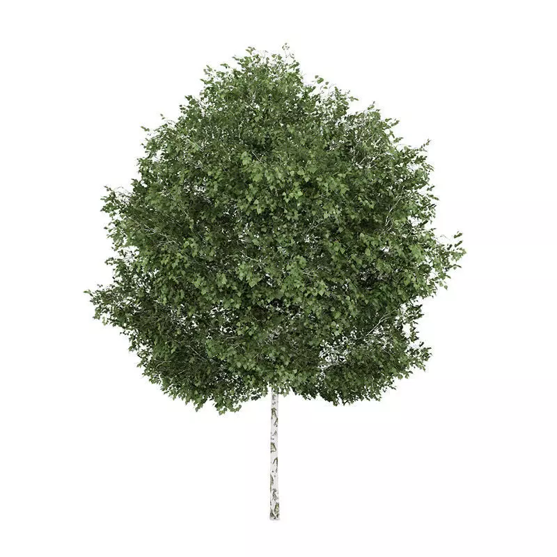Silver Birch 1 Betula pendula 45047 3D model