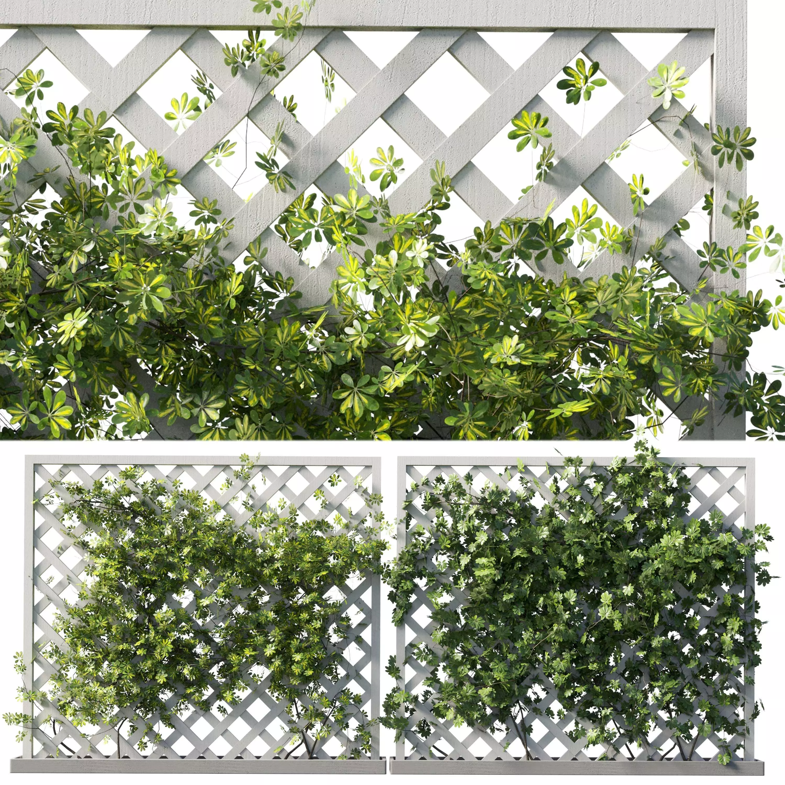 Outdoor garden plant set 159 - Ivy on Fence Low-poly 3D model