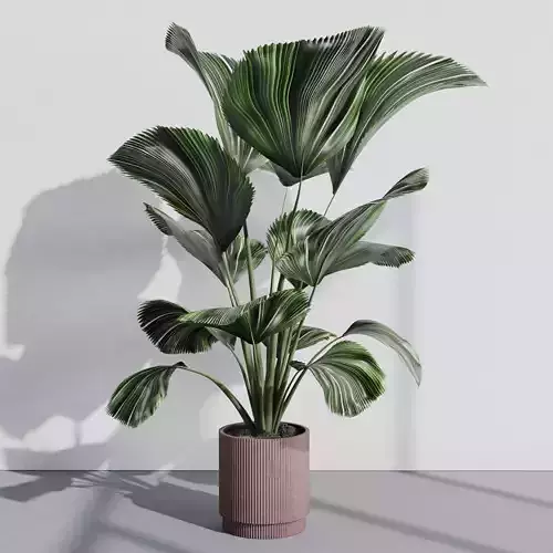indoor plant set 388 plant licuala big in a dirty concrete pot