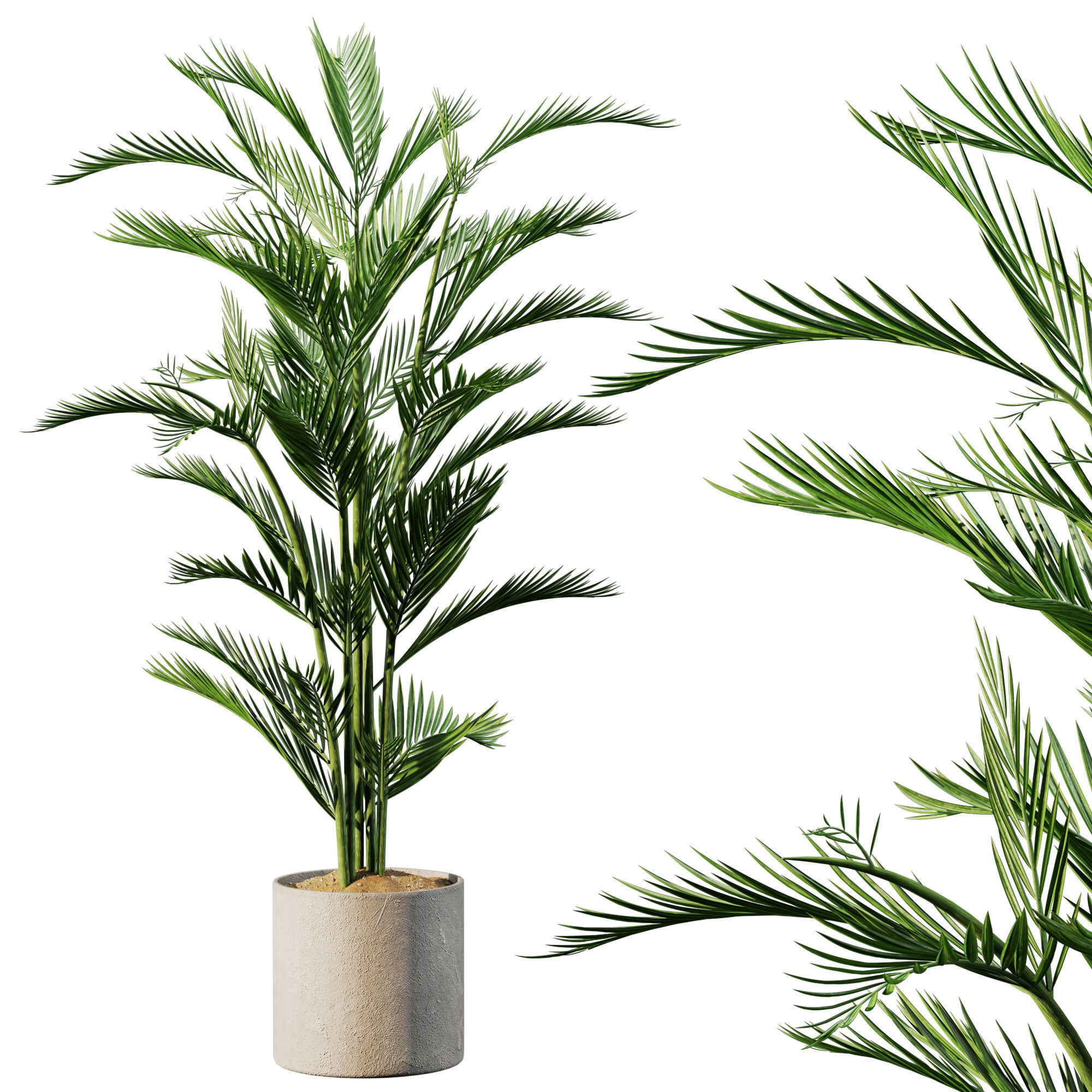 Indoor Plant Set 03 3D model_2